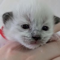 Chaton ragdoll loof #5