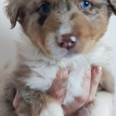 Magnifiques bergers australiens lof belle lignée #5