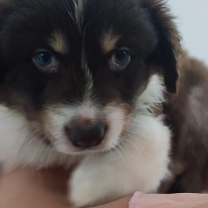 Magnifiques bergers australiens lof belle lignée #6