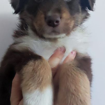 Magnifiques bergers australiens lof belle lignée #8