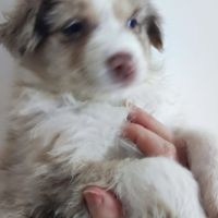 Magnifiques bergers australiens lof belle lignée #1