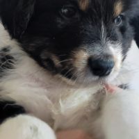 Magnifiques bergers australiens lof belle lignée #2