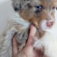 Magnifiques bergers australiens lof belle lignée #4