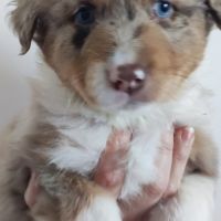 Magnifiques bergers australiens lof belle lignée #5