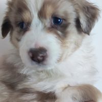 Magnifiques bergers australiens lof belle lignée #7