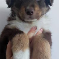 Magnifiques bergers australiens lof belle lignée #8