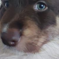 Magnifiques bergers australiens lof belle lignée #9