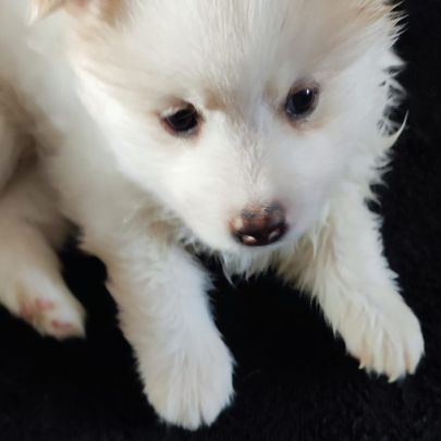 Superbes chiots pomsky embark testés f3+ #3