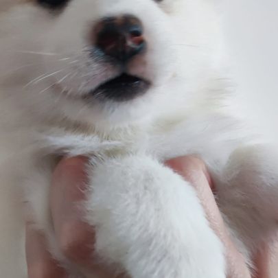 Superbes chiots pomsky embark testés f3+ #5