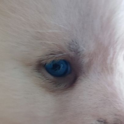 Superbes chiots pomsky embark testés f3+ #7