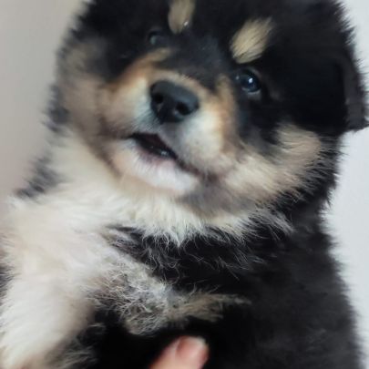 Superbes chiots pomsky embark testés f3+ #9