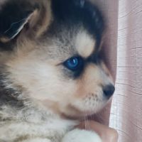 Superbes chiots pomsky embark testés f3+ #1