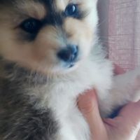 Superbes chiots pomsky embark testés f3+ #2