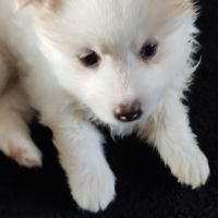 Superbes chiots pomsky embark testés f3+ #3