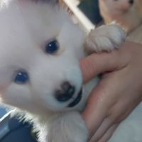 Superbes chiots pomsky embark testés f3+ #4