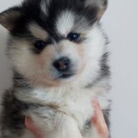 Superbes chiots pomsky embark testés f3+ #6