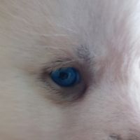 Superbes chiots pomsky embark testés f3+ #7