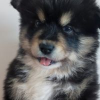 Superbes chiots pomsky embark testés f3+