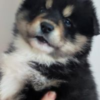 Superbes chiots pomsky embark testés f3+ #9