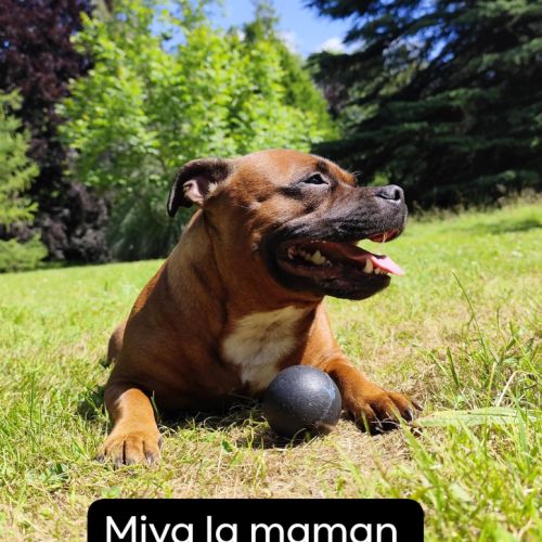 Magnifique chiots staffie rouge avec le masque noi #1