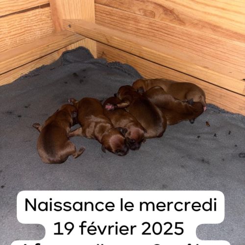 Magnifique chiots staffie rouge avec le masque noi #3