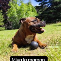 Magnifique chiots staffie rouge avec le masque noi #1