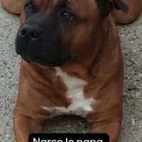 Magnifique chiots staffie rouge avec le masque noi #2