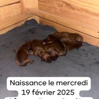 Magnifique chiots staffie rouge avec le masque noi #3