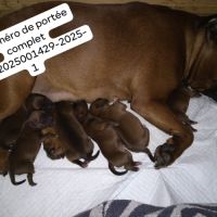 Magnifique chiots staffie rouge avec le masque noi