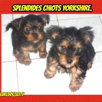 Splendides yorkshire