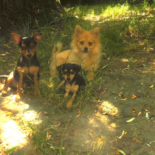 Adorable chiot pinscher nain #1