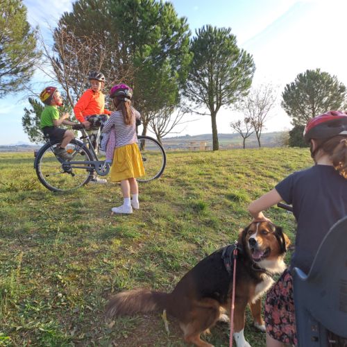 Male bouvier bernois x berger australian #2