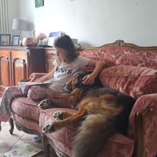 Male bouvier bernois x berger australian #3