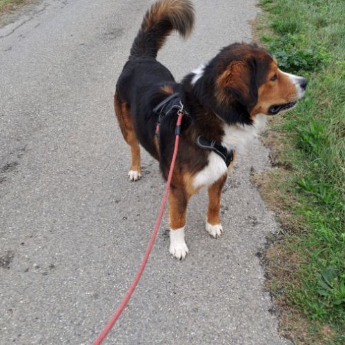 Male bouvier bernois x berger australian #5