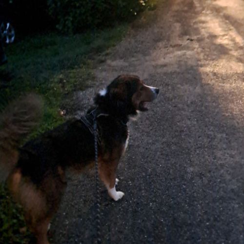 Male bouvier bernois x berger australian #6