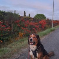 Male bouvier bernois x berger australian #0