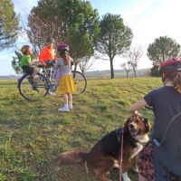 Male bouvier bernois x berger australian #2