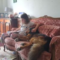 Male bouvier bernois x berger australian #3