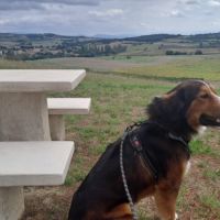 Male bouvier bernois x berger australian #4