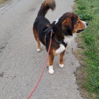 Male bouvier bernois x berger australian #5