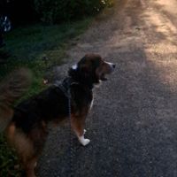 Male bouvier bernois x berger australian #6