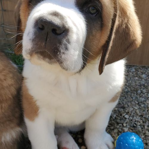 Chiots saint bernard #3