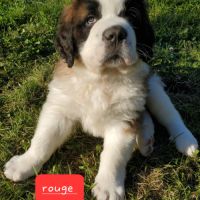 Chiots saint bernard #1