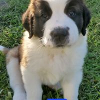 Chiots saint bernard #0