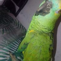 Coco perroquet amazone a front bleu #0