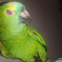 Coco perroquet amazone a front bleu #2