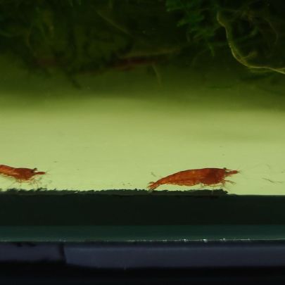 Crevette red cherry #1