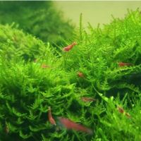 Crevette red cherry #2