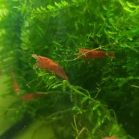 Crevette red cherry #0