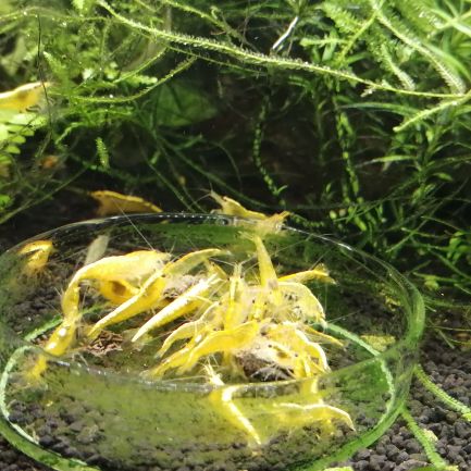 Crevettes neocaradina yelloo #2